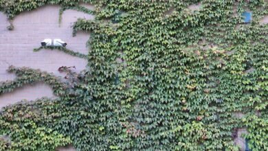 telecom security contact numbers