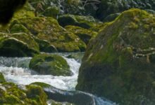 critical growth analysis report