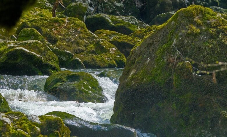 critical growth analysis report