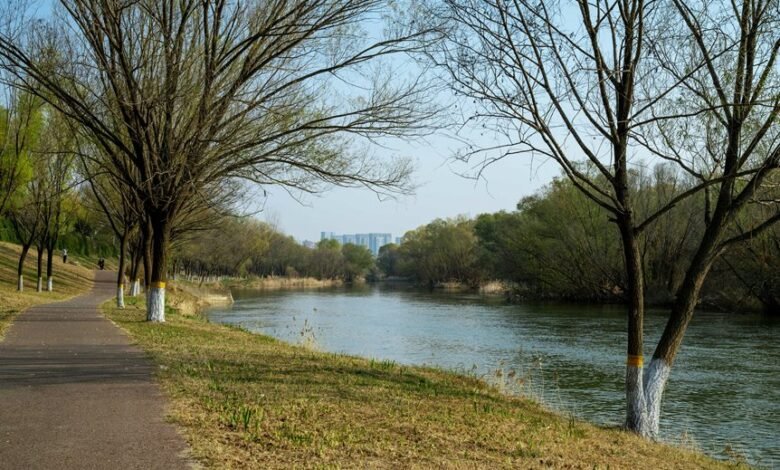 growth dynamics analysis focus