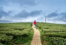 velocity horizon with numbers