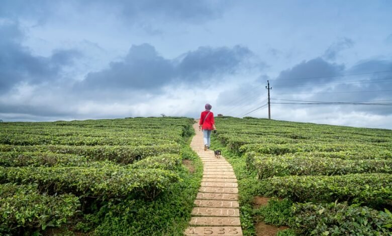 velocity horizon with numbers